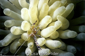Spotted Cleaner Shrimp in his fluffy home! by Lisa Hinderlider 